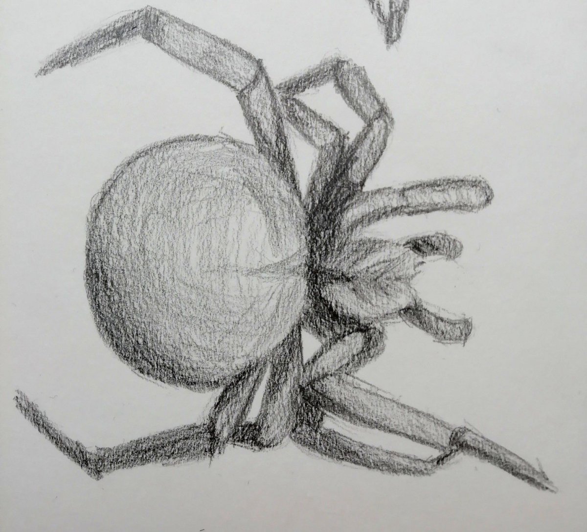 Пауки рисунки карандашом легкие и красивые