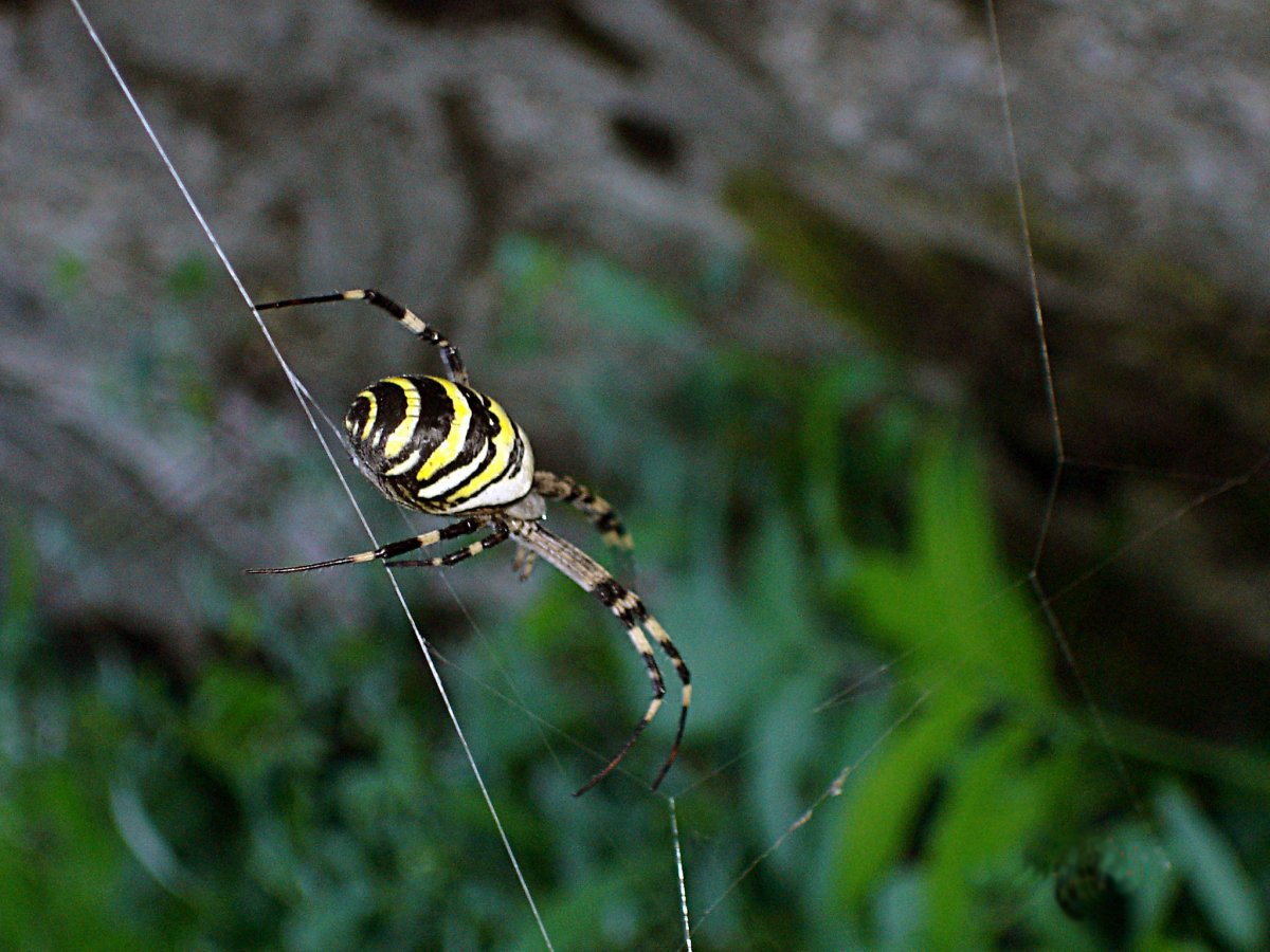 Пауки в абхазии
