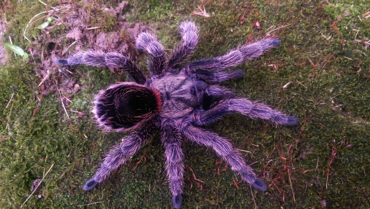 Паук Monocentropus balfouri