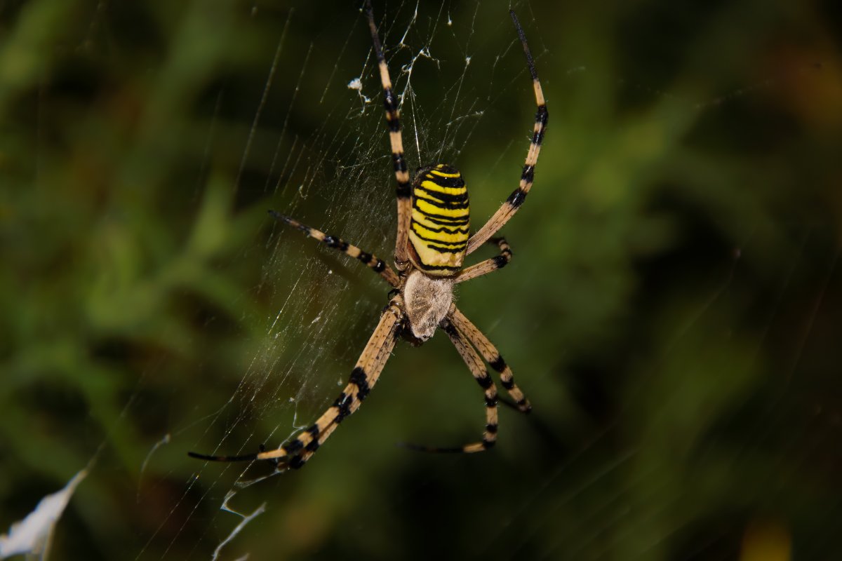 Паук Зебра Аргиопа