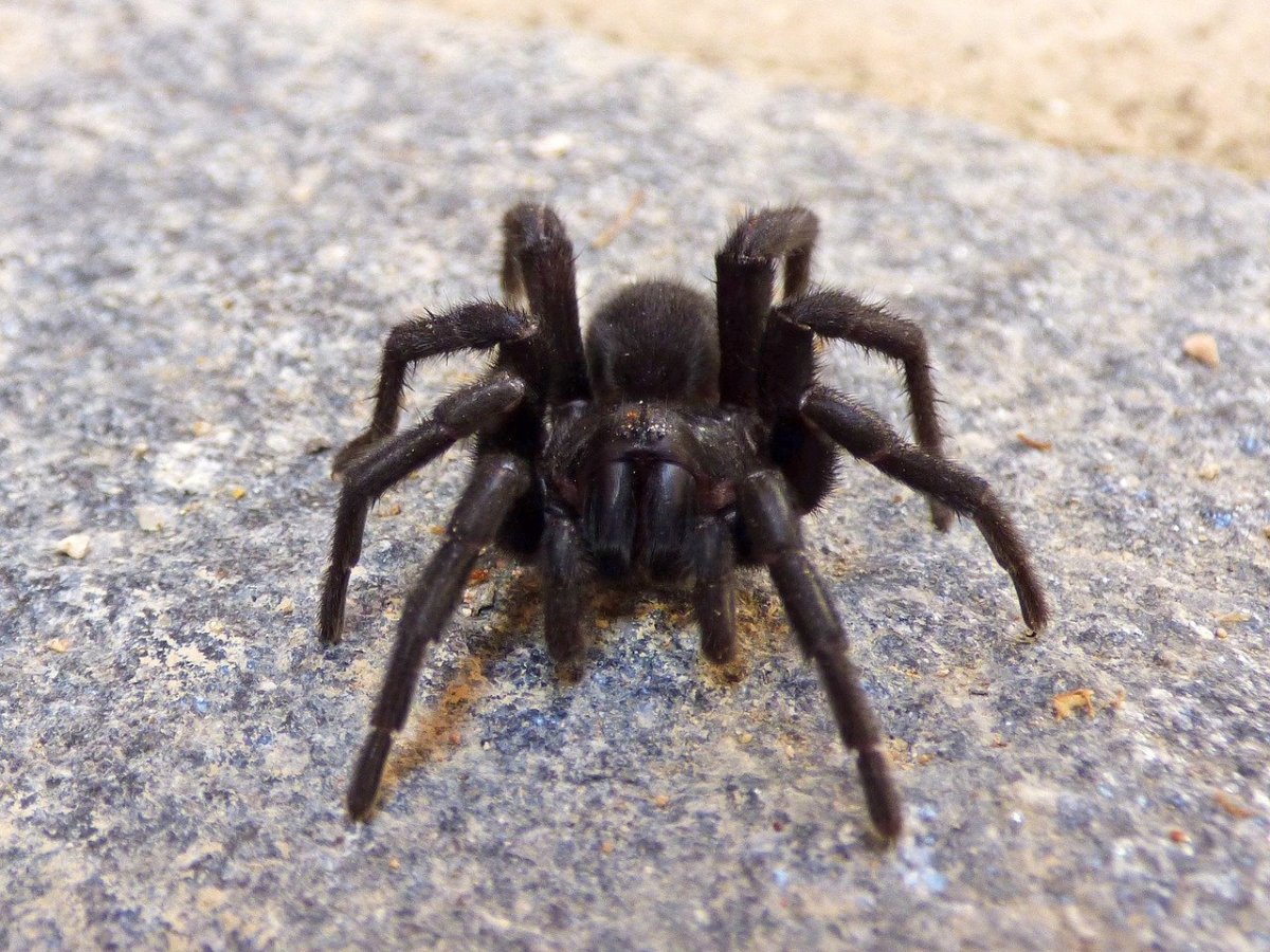 Южнорусский Тарантул хелицеры