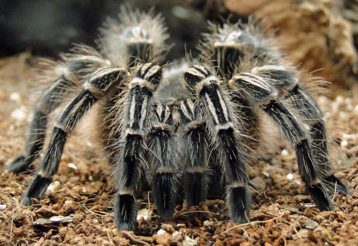 Паук черная вдова Каракурт