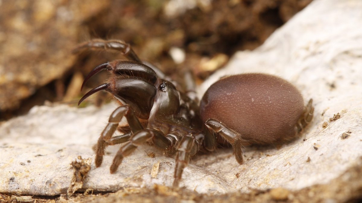 Сиднейский лейкопаутинный паук