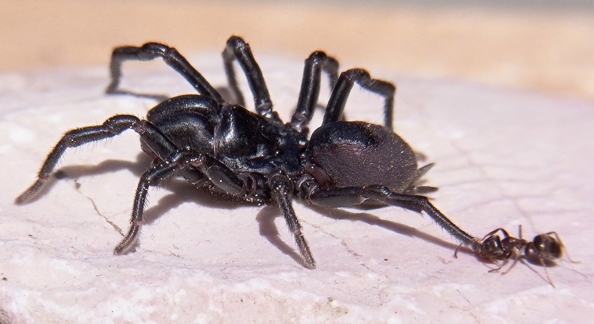 Тарантул Земляной паук