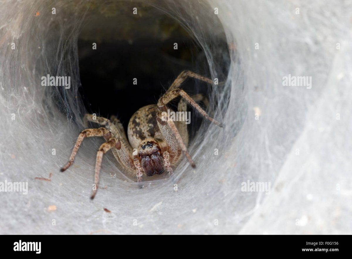 Крот слепыш