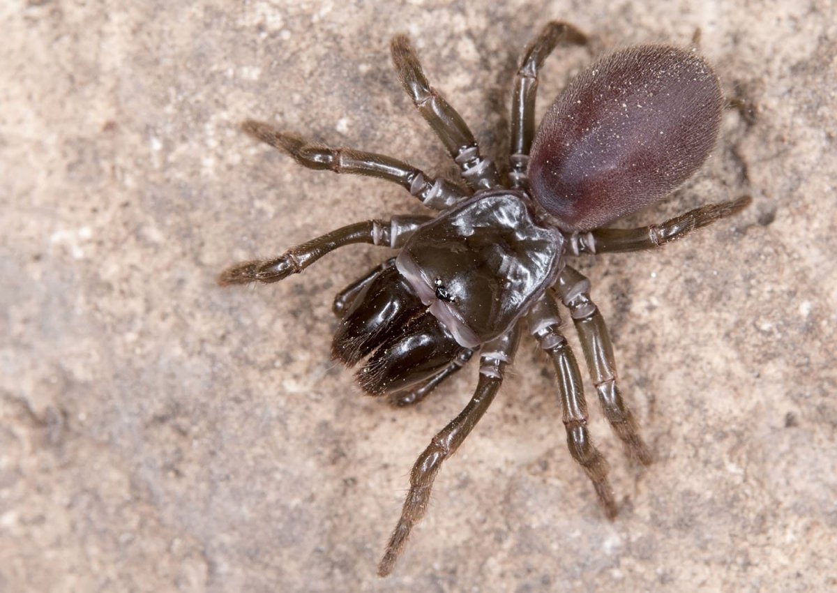Atypus Magnus