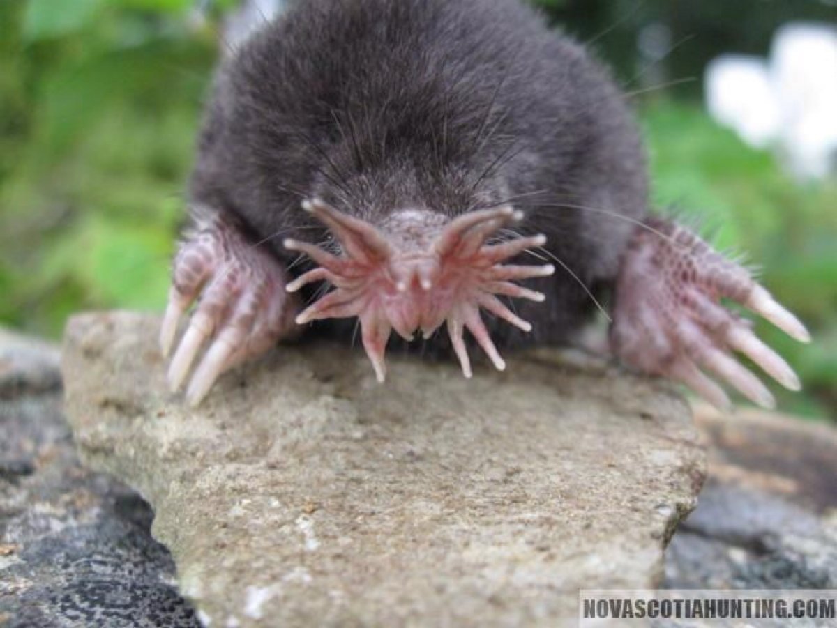 Голый землекоп Продолжительность жизни