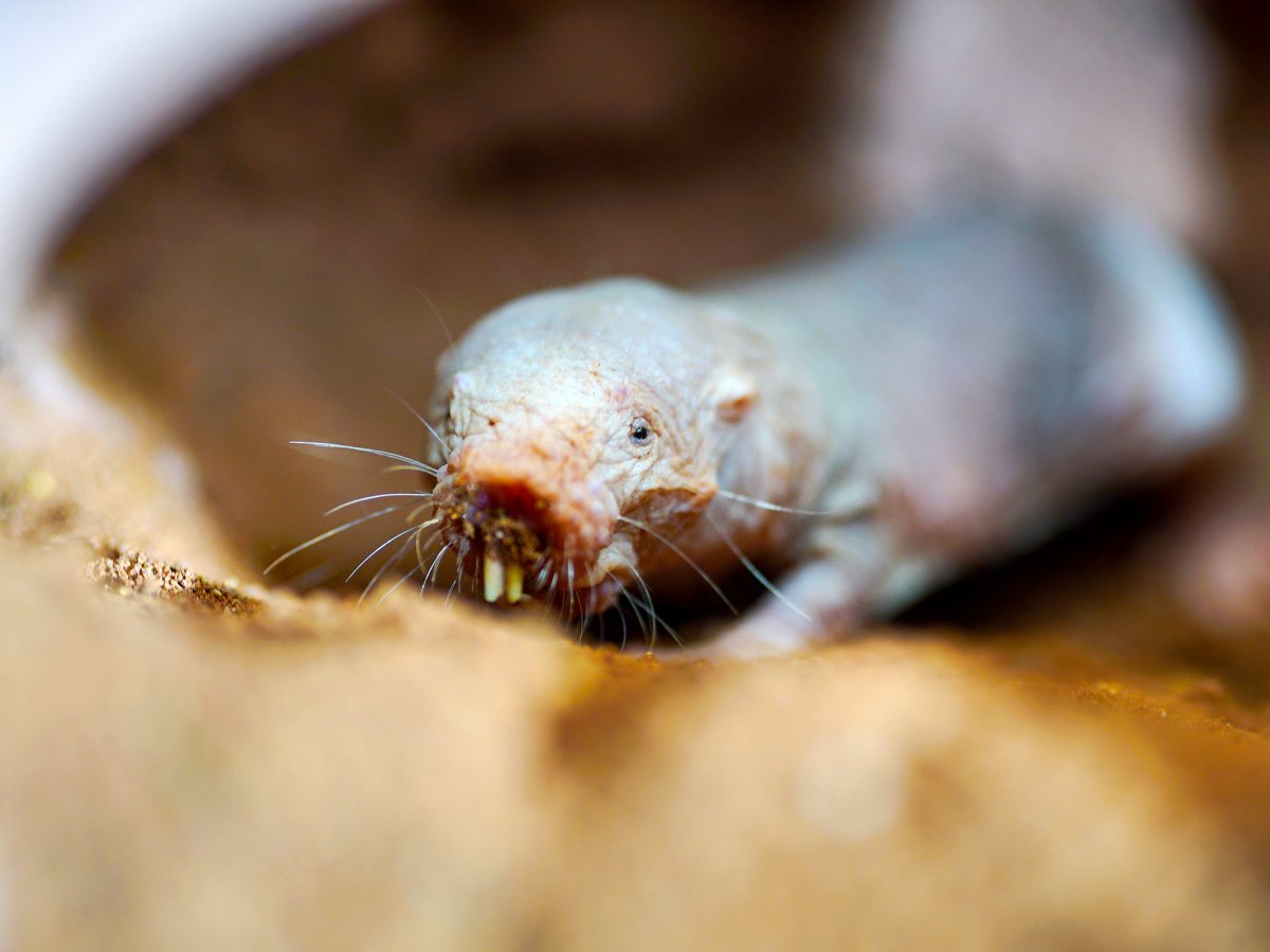 Сумчатый Крот Австралии