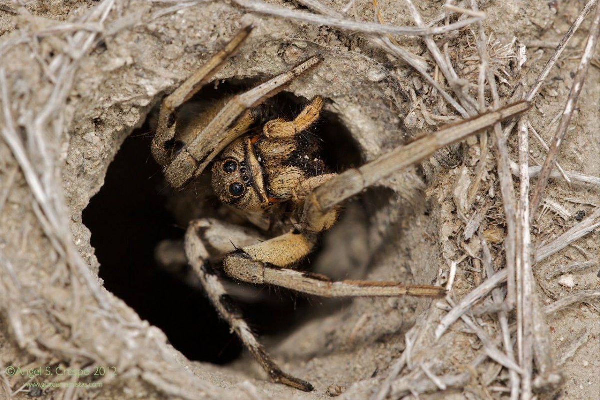 Краснобрюхая дорожная Оса