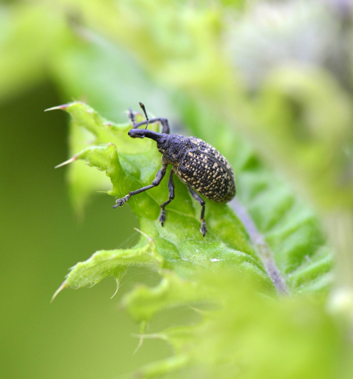 Черные жучки