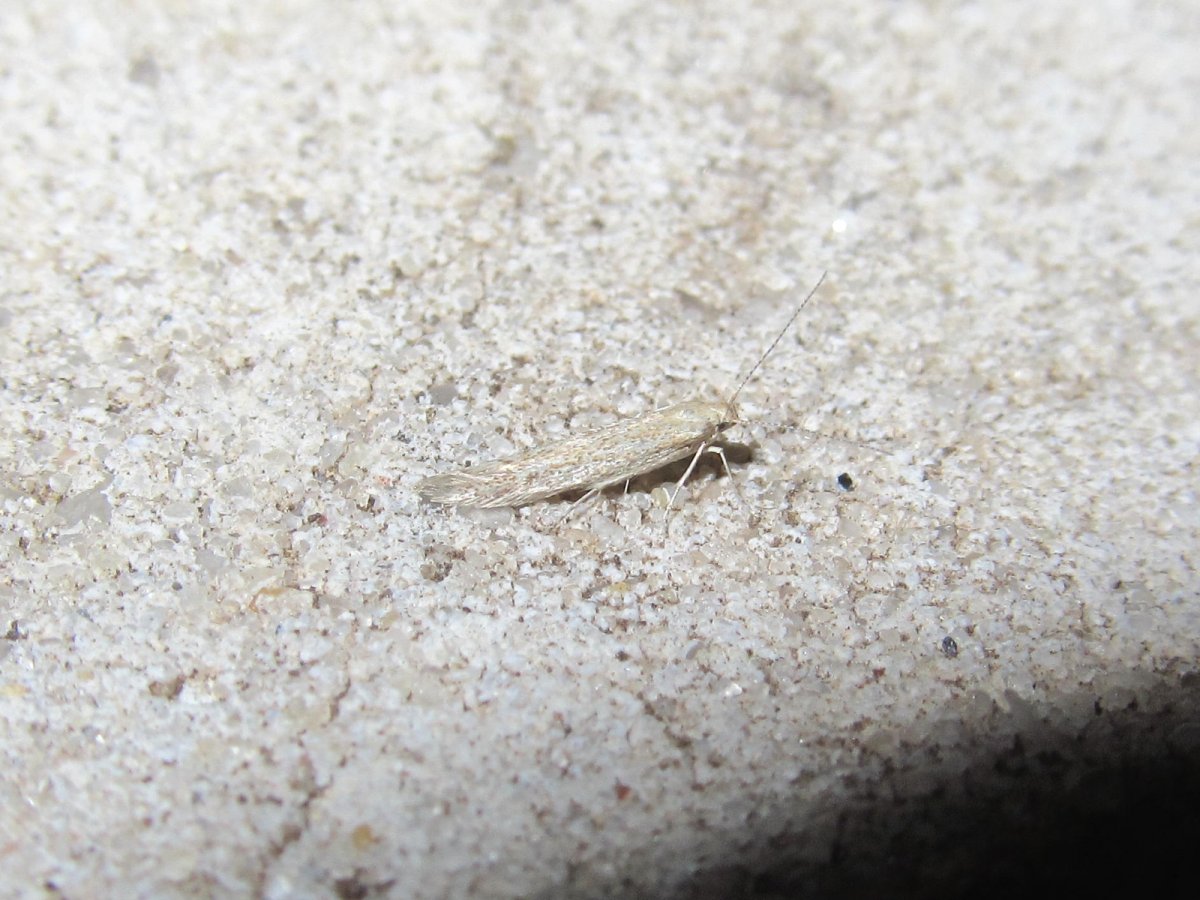 Обыкновенная чешуйница