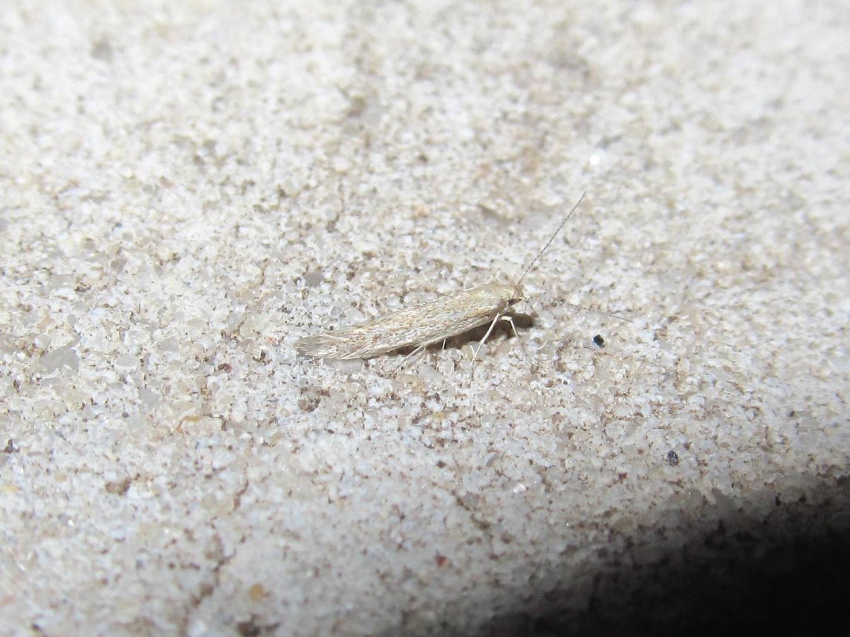 Мокрица двухвостка