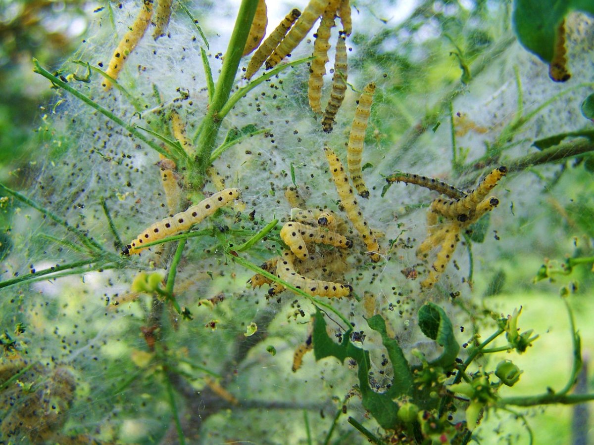 Тараканы в квартире