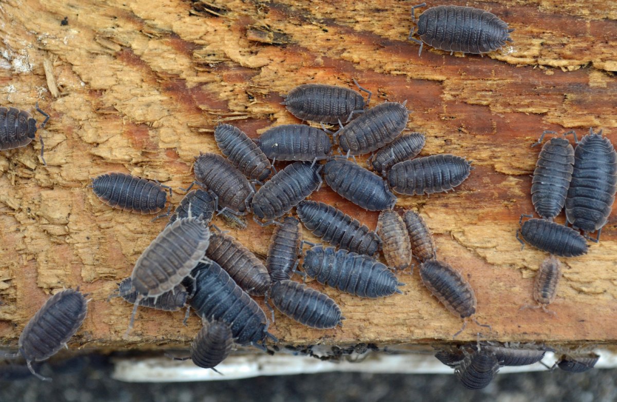 Жук ЛАРВА насекомое