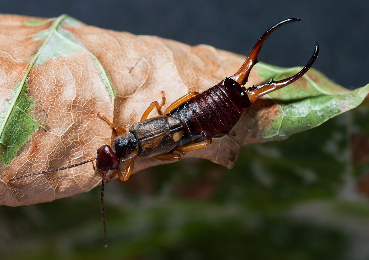 Капровый Жук личинка