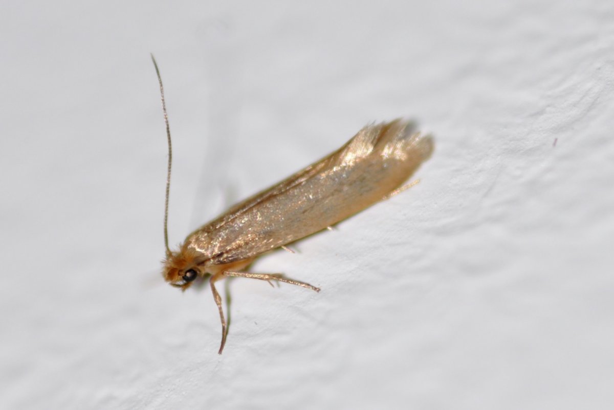 Белые насекомые