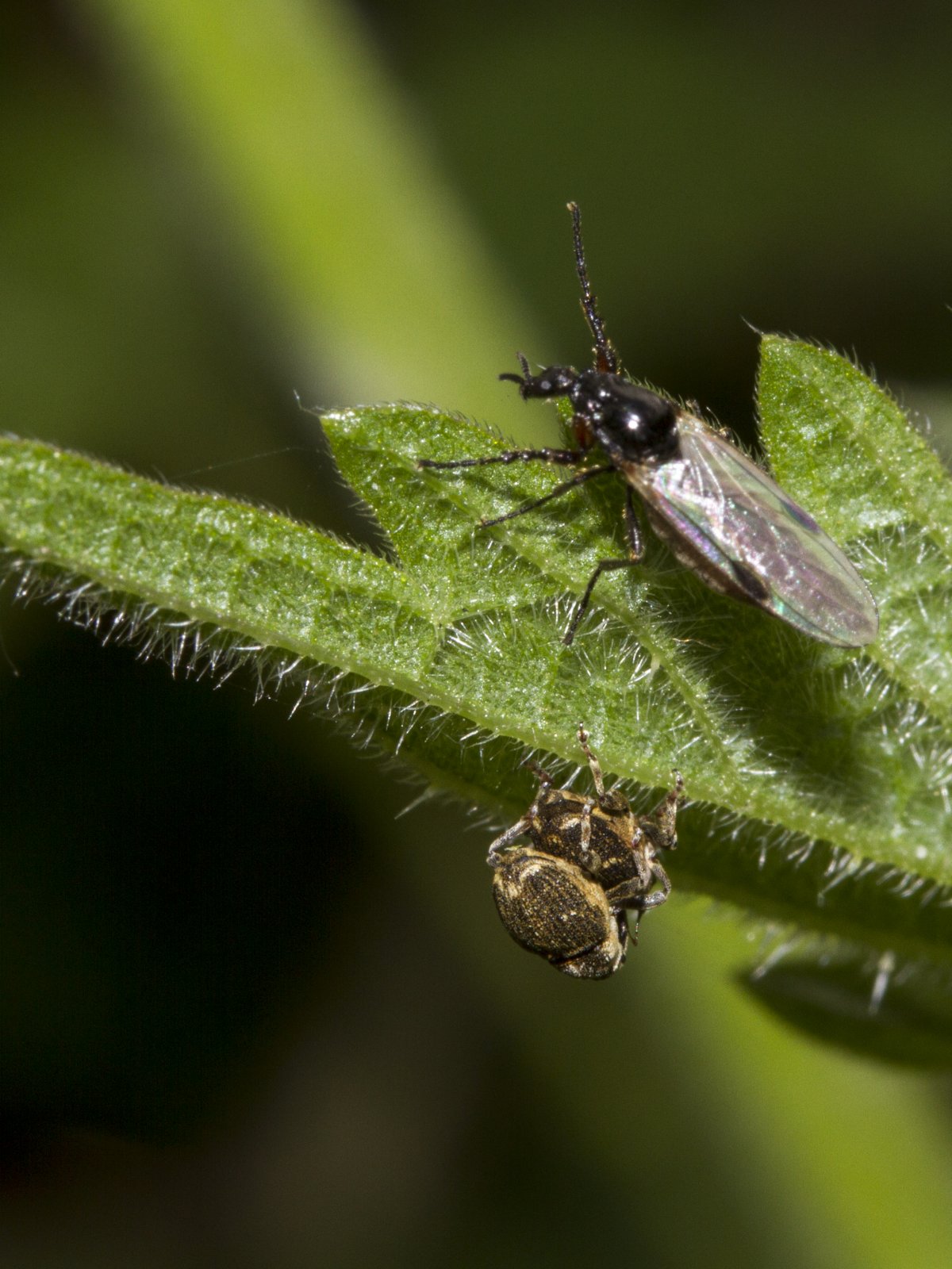 Жук уховёртка двухвостка