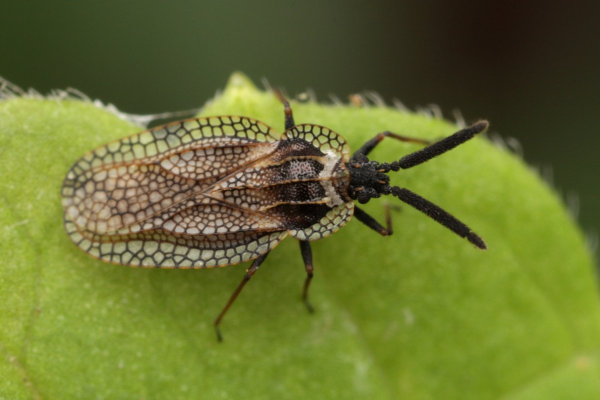 Хермес, мучнистый червец