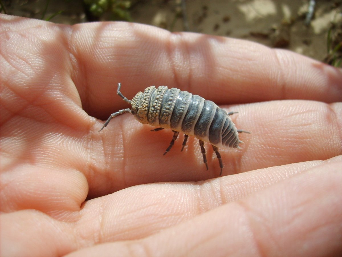 Постельный клоп Cimex lectularius (личинки, нимфы)