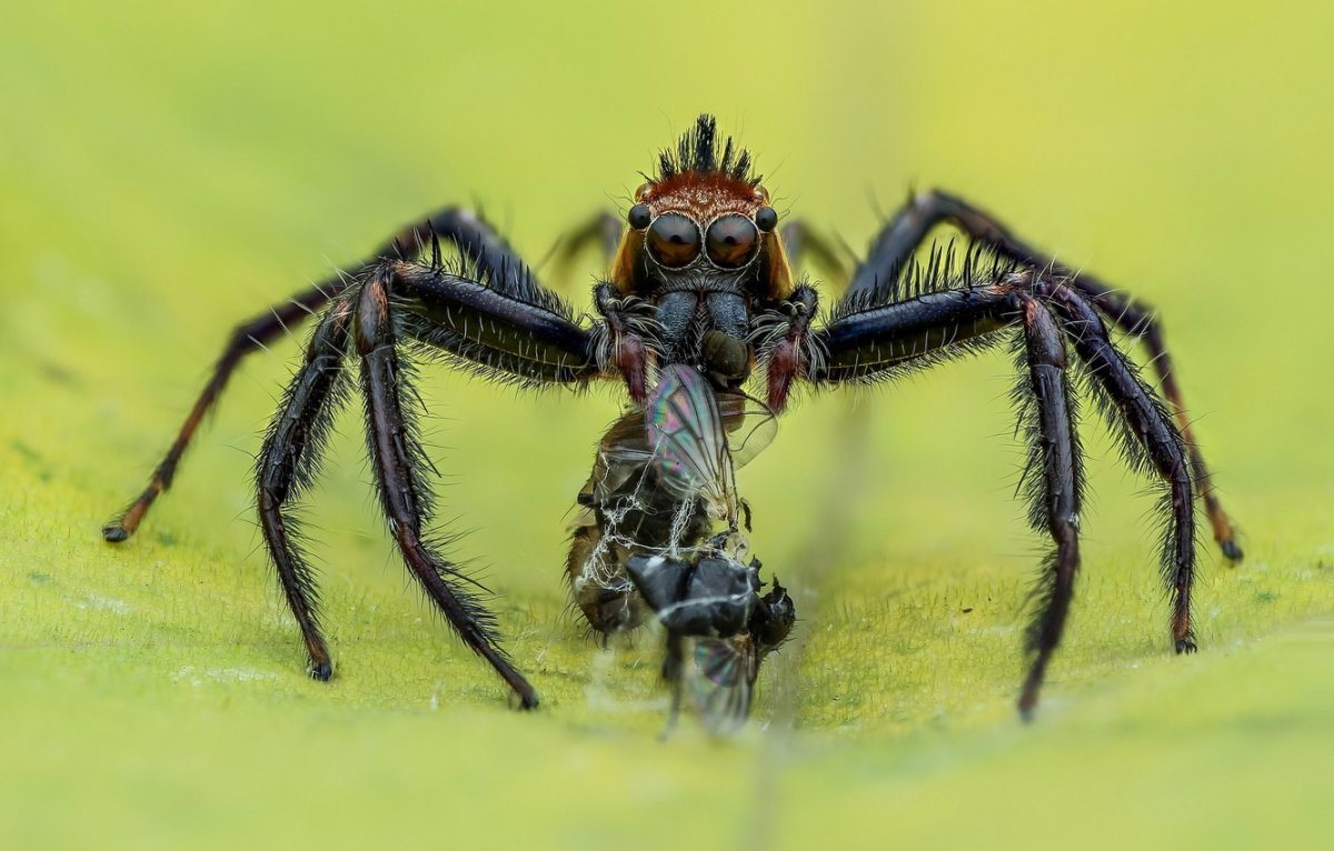 Паук из мухи цокотухи