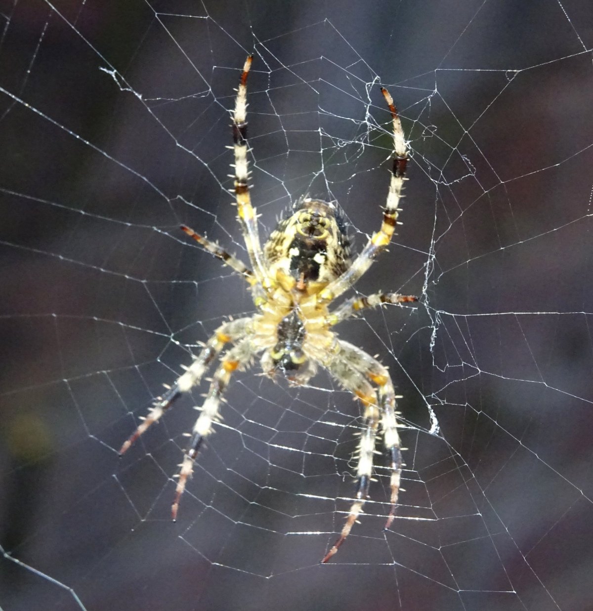 Пауки Мурманской области