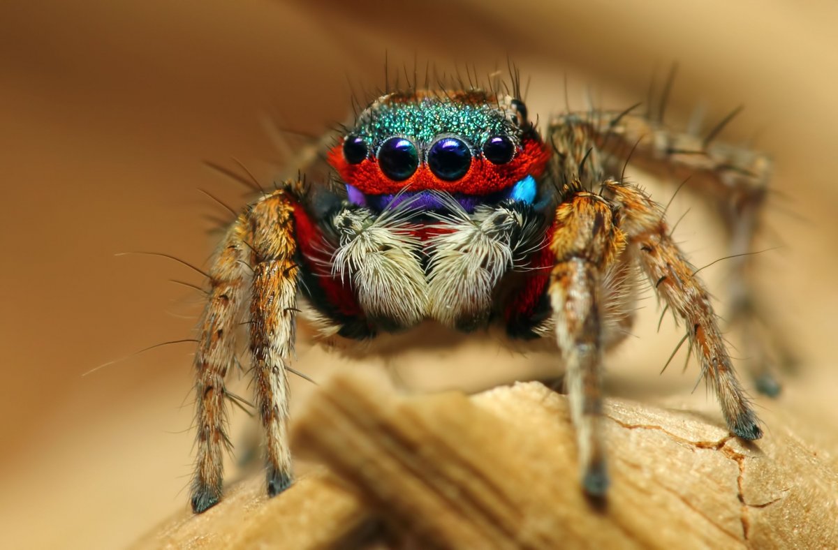 Паук Королевский Phidippus Regius