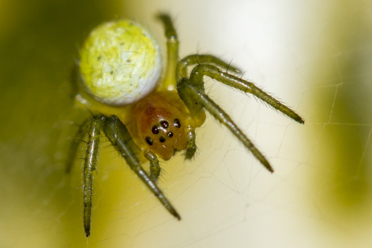 Навозные пауки