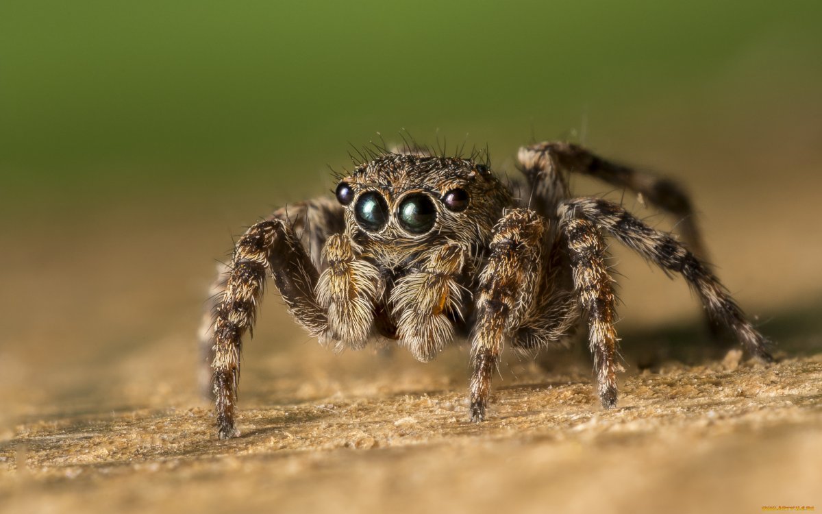 Паук животное