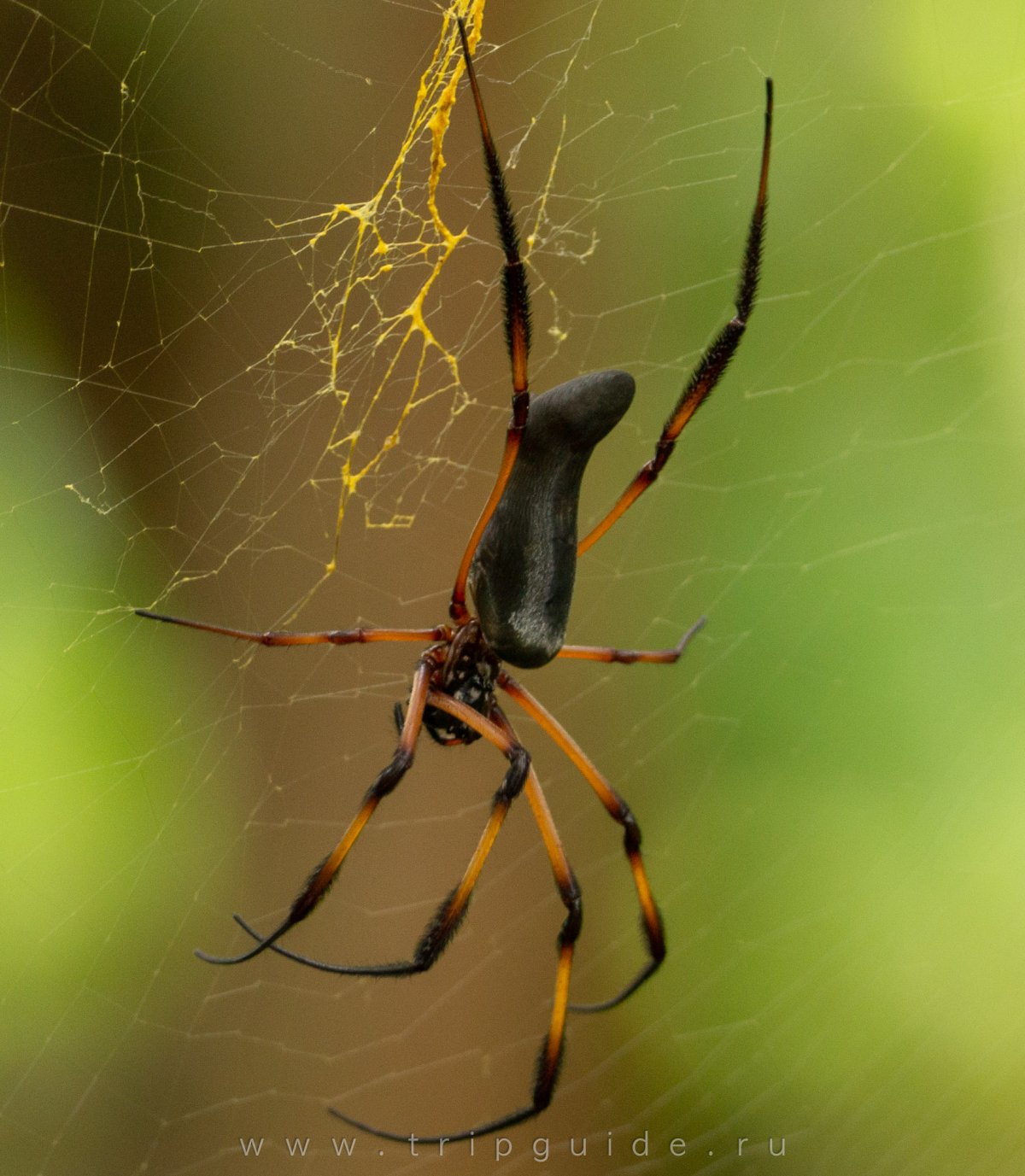 Паук Арахнид кругопряд