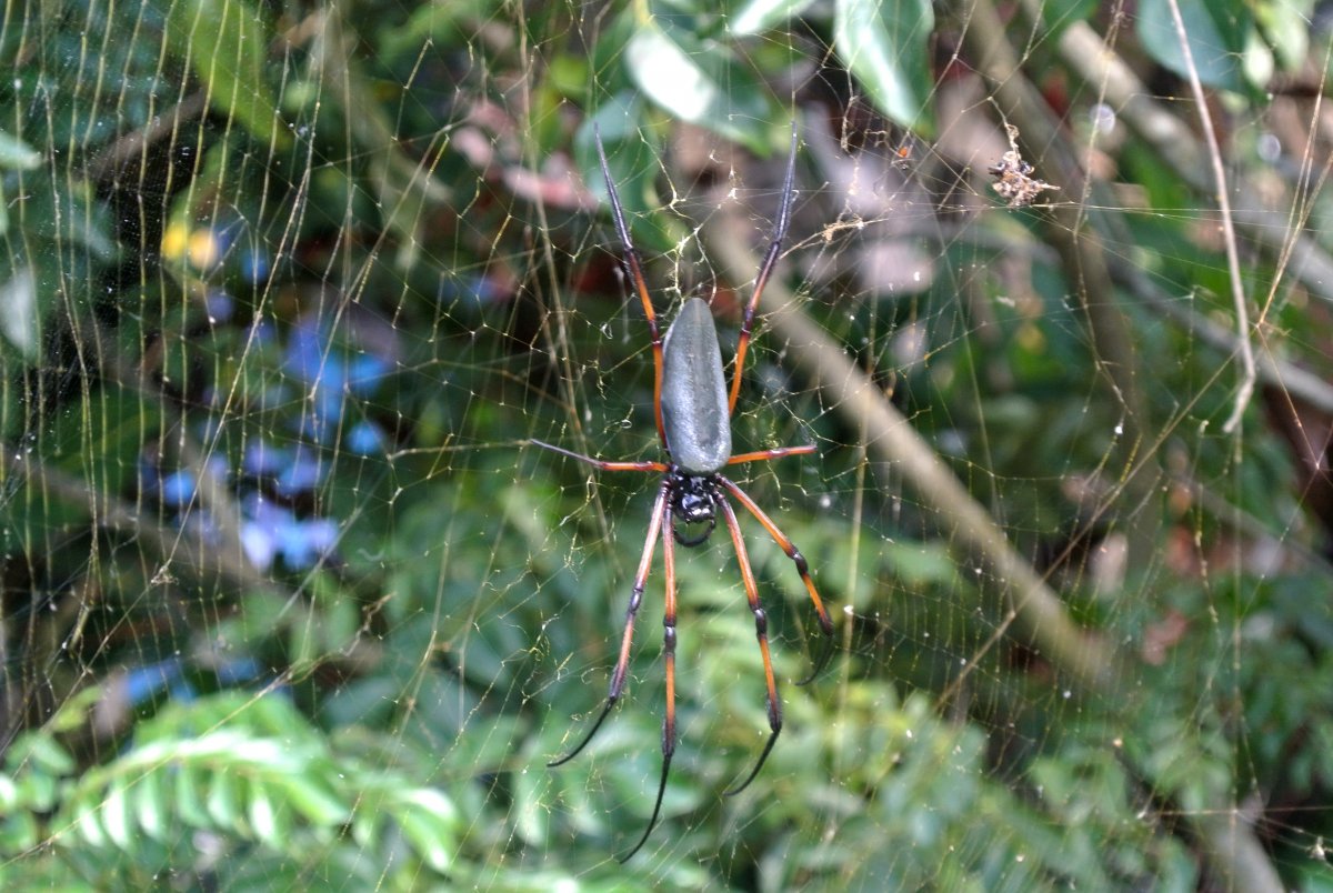 Паук Сейшелы исполинские