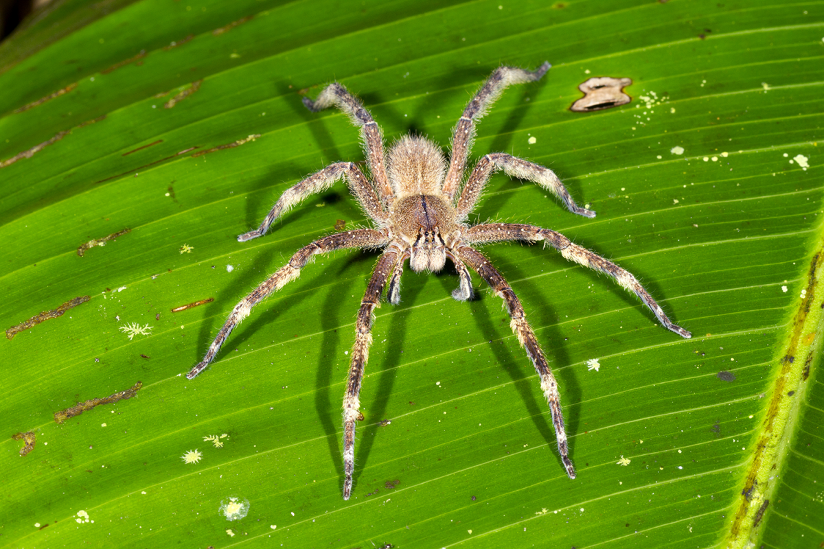 Brazilian Wandering Spider