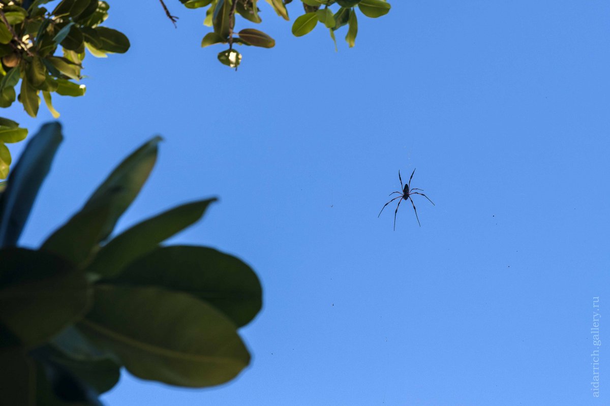 Паук Сейшелы исполинские