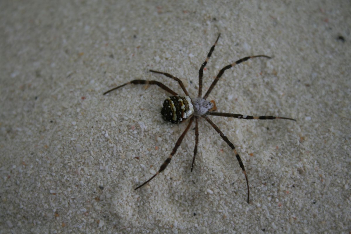 Пауки Мальдивских островов