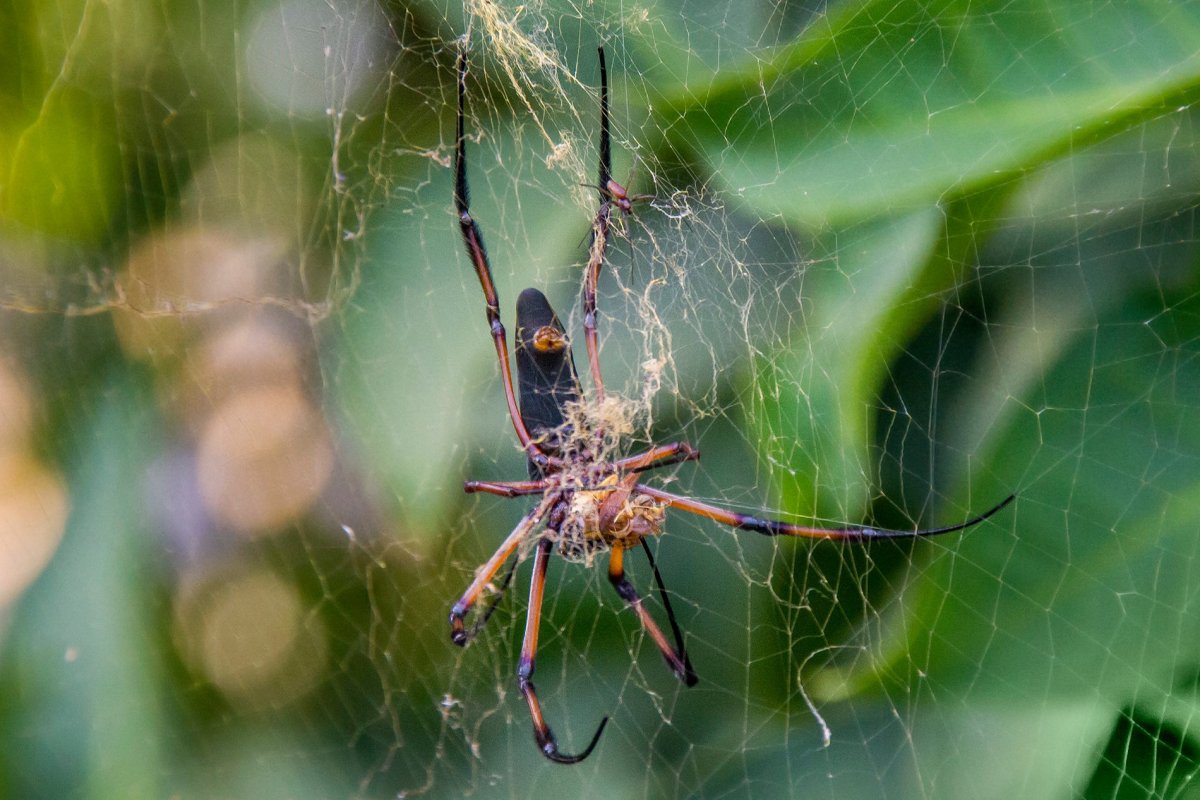 Пауки на Сейшелах