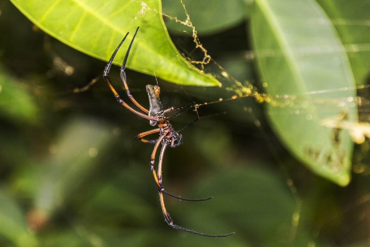 Насекомые Сейшельских островов