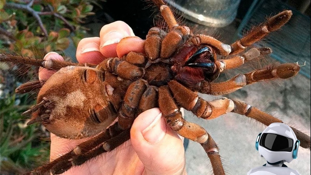 Паук птицеед Голиаф