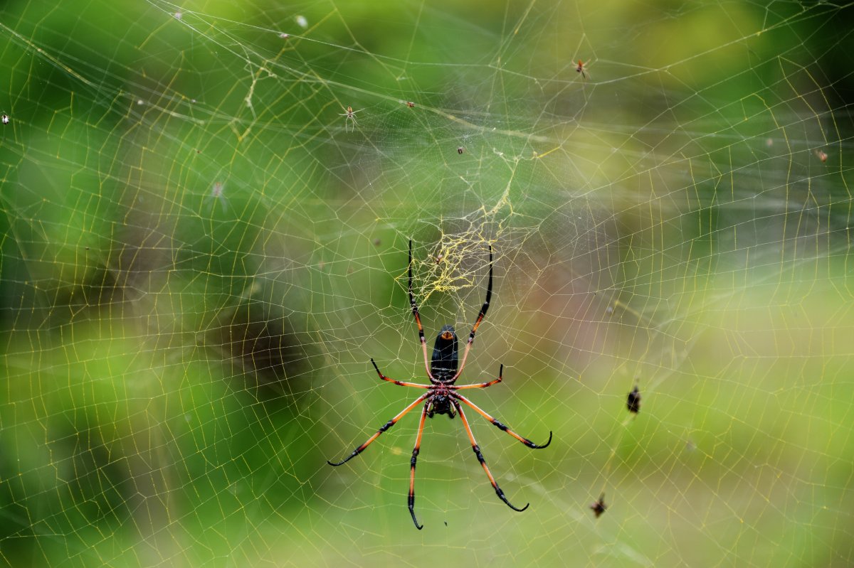 Насекомое в паутине