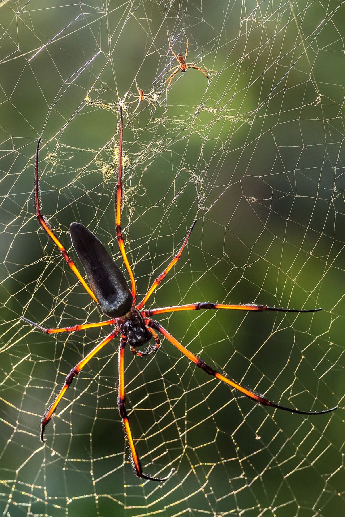 Паук Сейшелы исполинские