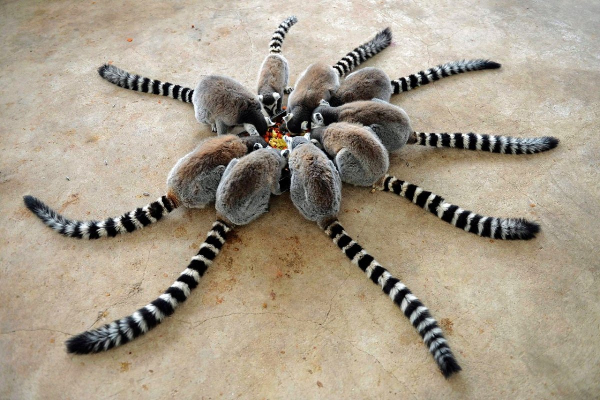 Интересные хвосты животных