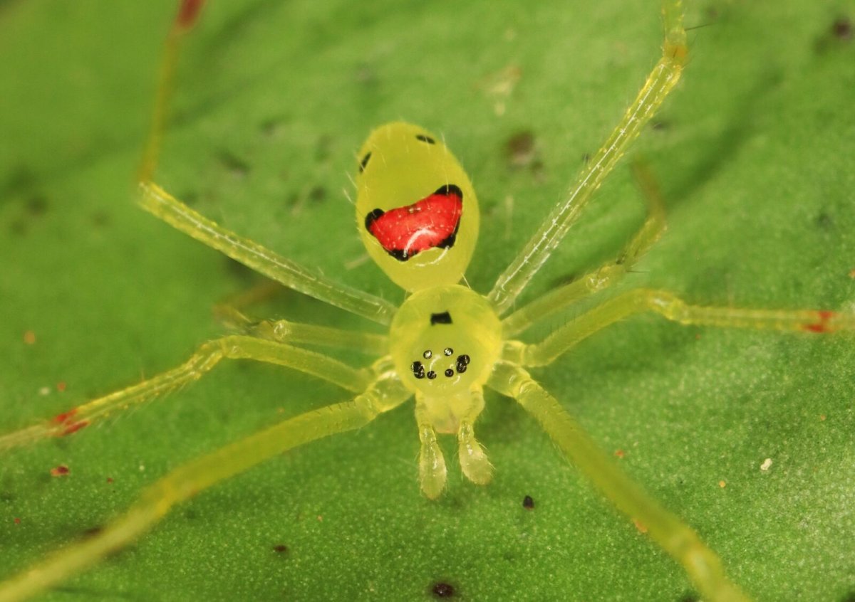 Theridion grallator улыбающийся паук
