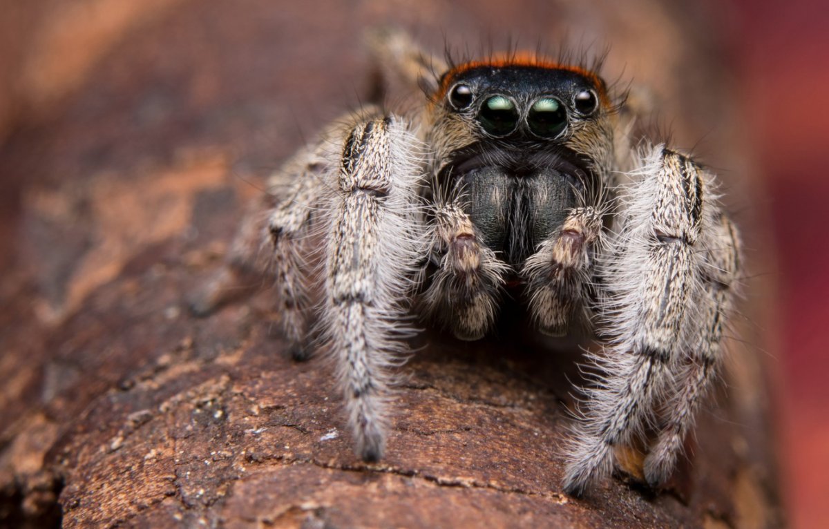 Паук птицеед Голиаф