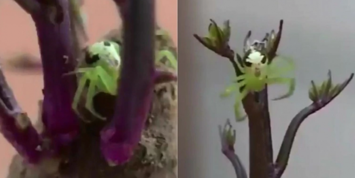 Паук с человеческим лицом