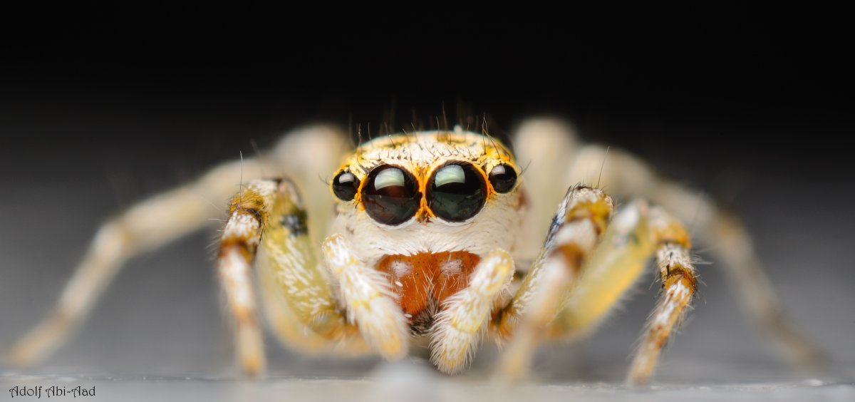 Мир глазами паука