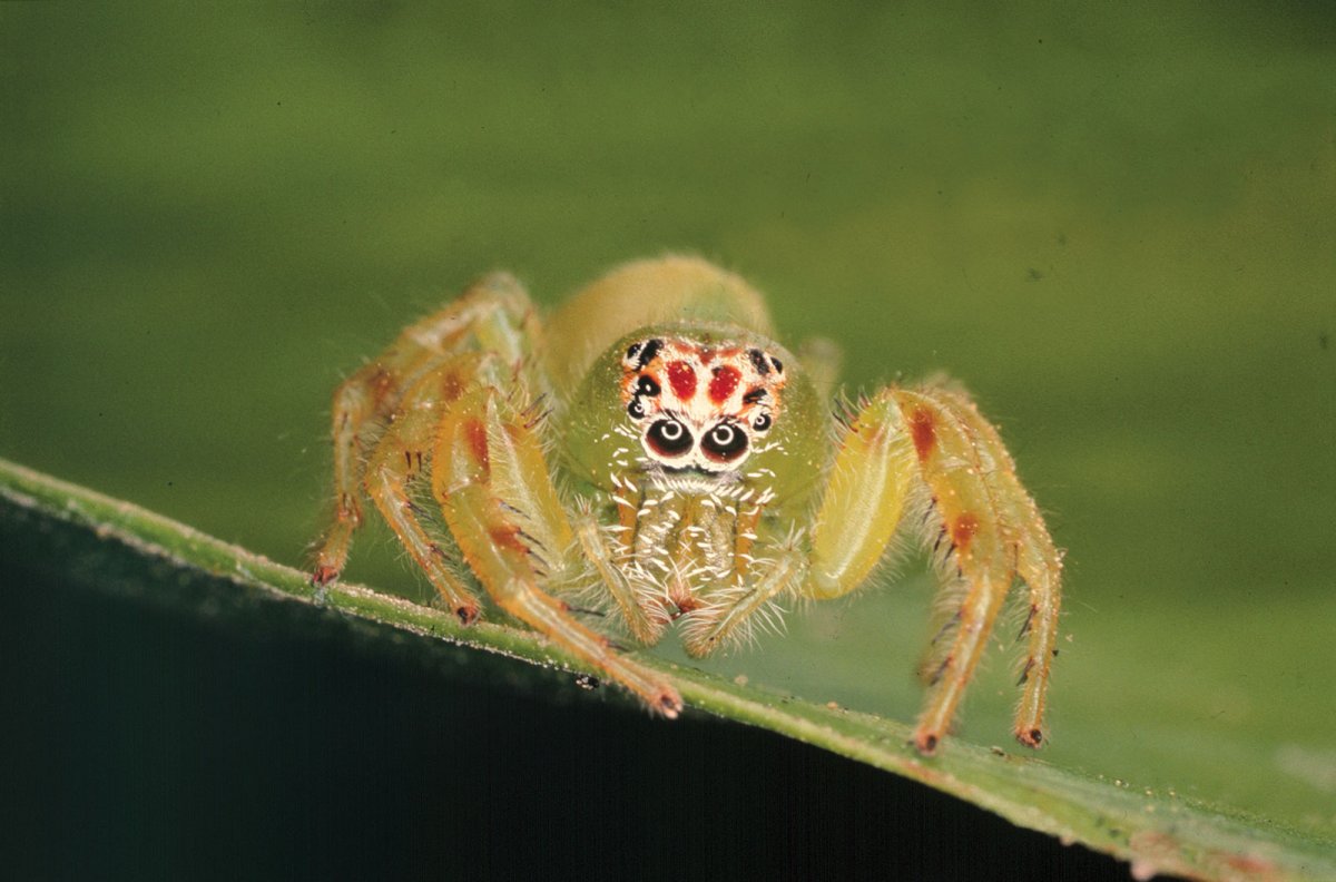 Паук пауки Плеваки
