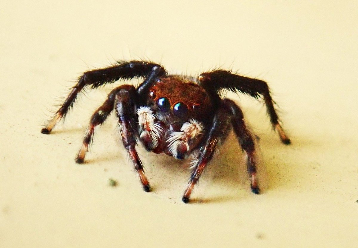 Паук Brown Sparkle