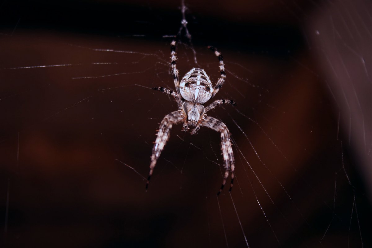 Araneus cavaticus