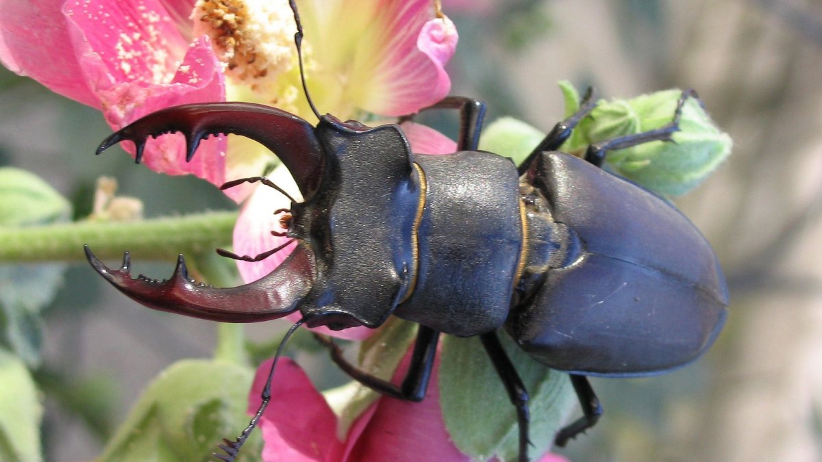 Крымский Жук олень