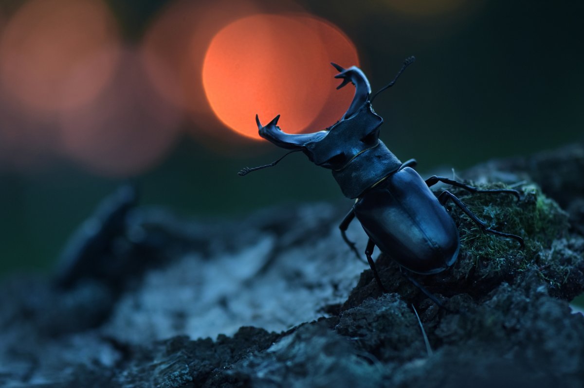 Жук-олень (Lucanus Cervus)