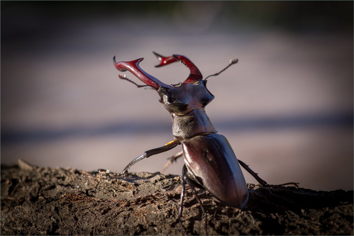 Жук олень Рогач
