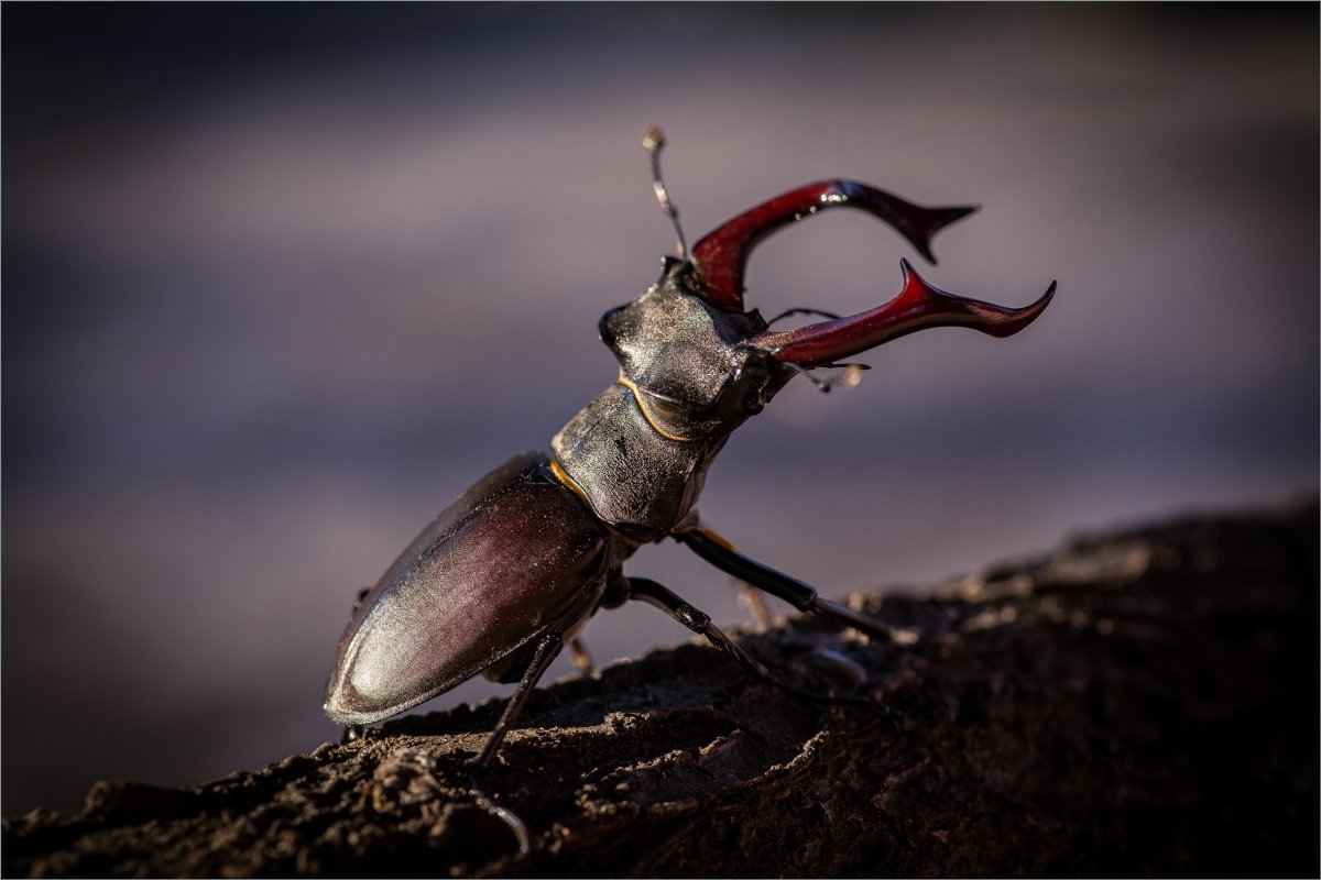Жук-олень (Lucanus Cervus)